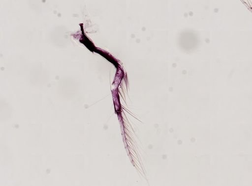 Paranebalia