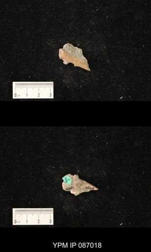 undet. Nautiloidea