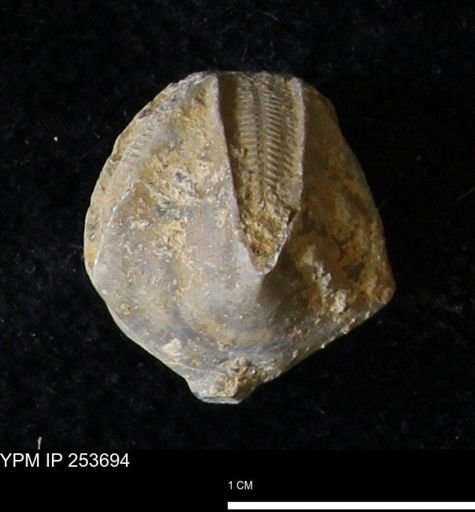Pentremites sp.