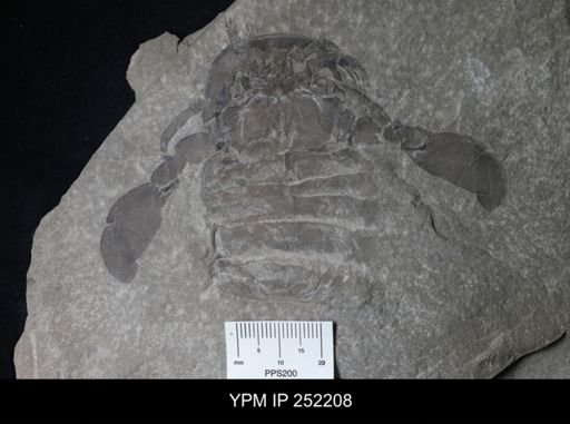 Eurypterus sp.