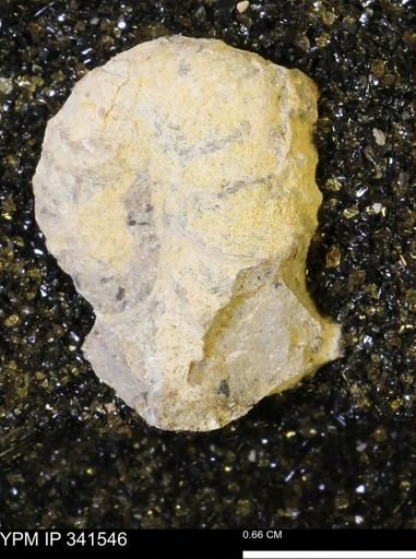 Scaphites sp.