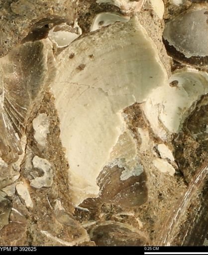 Protocardia subquadrata