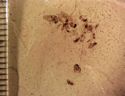 Auchenorrhyncha?