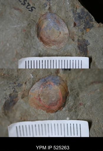 Brachiopoda
