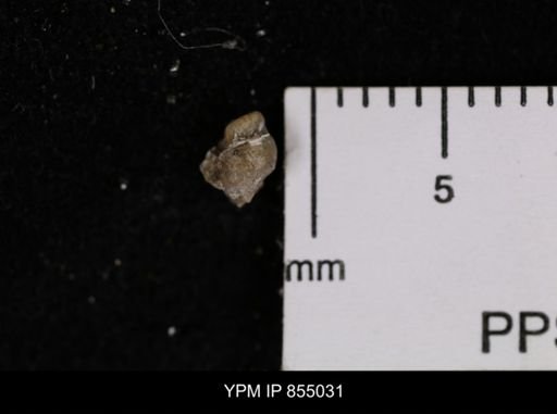 undet. Gastropoda
