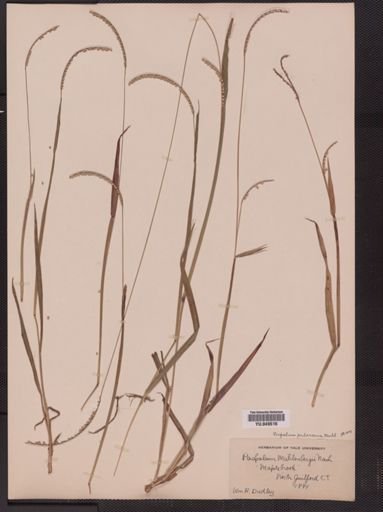 Paspalum pubescens