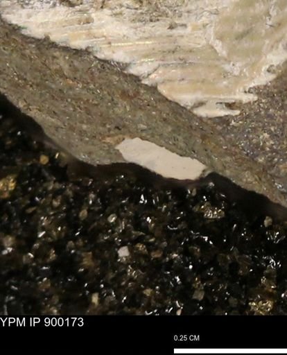 undet. Mollusca
