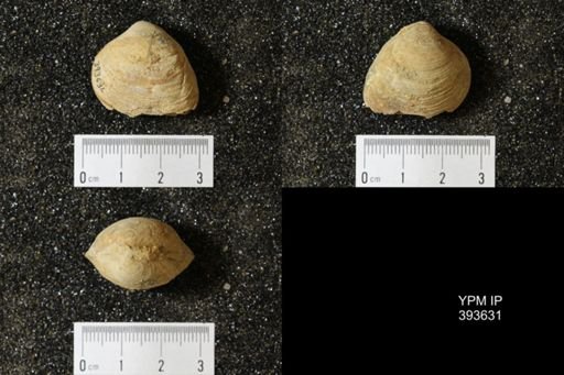 Corbicula?