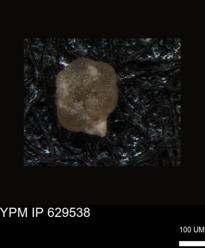 undet. Foraminiferida