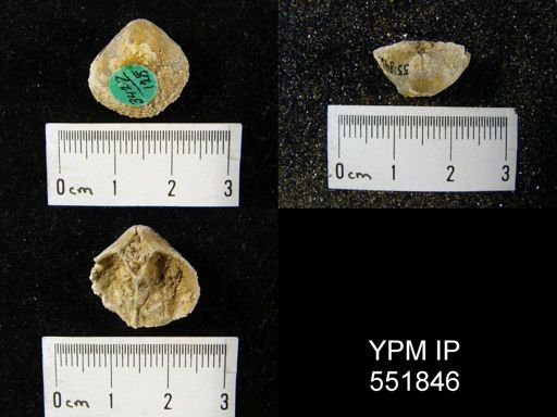 Gypidula sp.