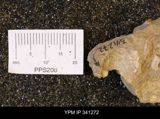 Scaphites sp.