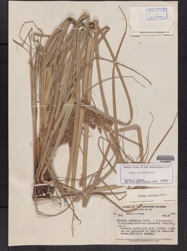 Cyperus