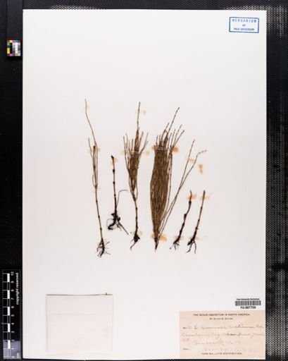 Equisetum arvense
