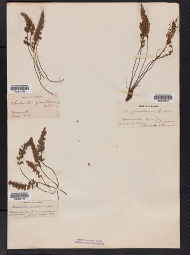 Cheilanthes