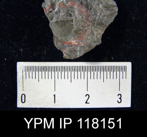 Brachyprion gilpeni