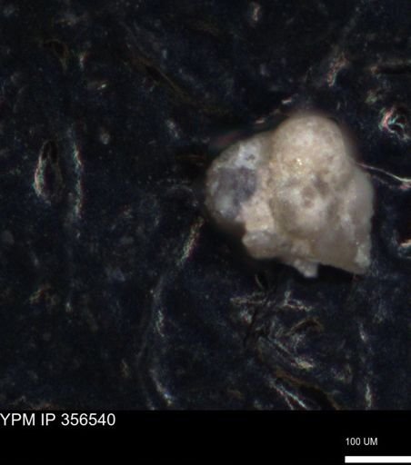 undet. Foraminiferida