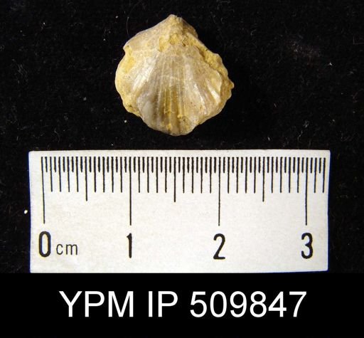 Uncinulus?