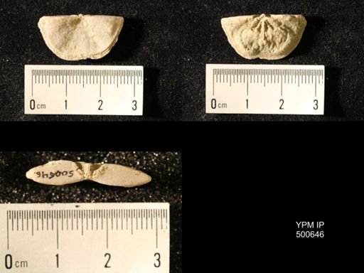 Chonetes granulifer meekanus