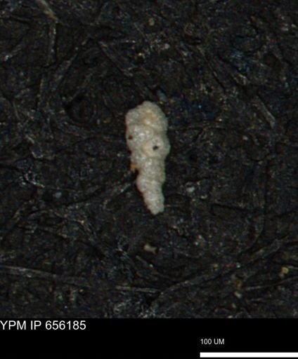 Verneuilinoides kansasensis
