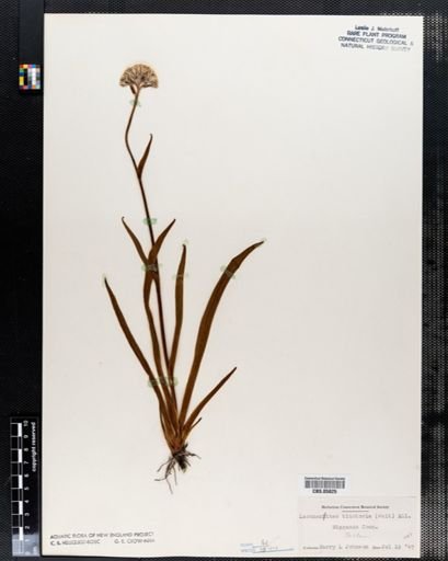 Plantae