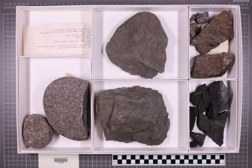mixed taxa, stratigraphic collection