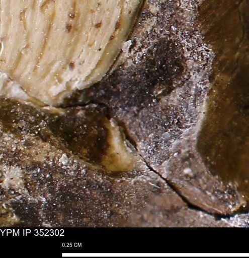 undet. Mollusca