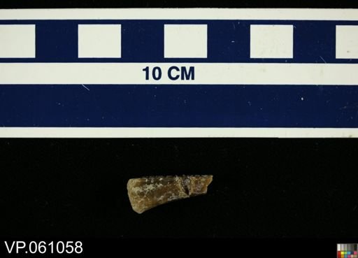 Champsosauridae