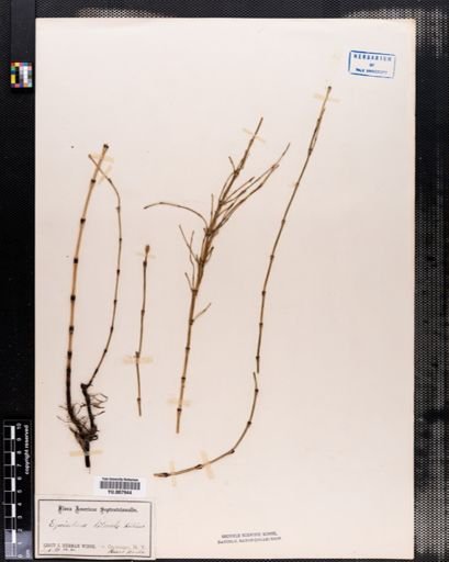 Equisetum