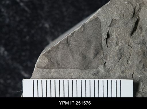 undet. Eurypterida