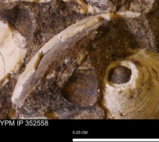 undet. Bivalvia