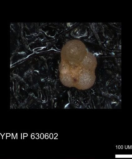 undet. Rugoglobigerinidae