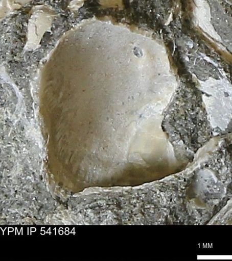 Limopsis striatopunctatus