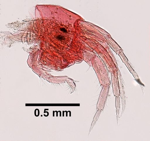 Idunella barnardi