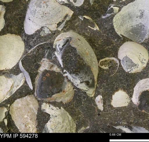 Protocardia sp.
