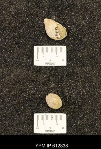 Piestochilus feldmanni