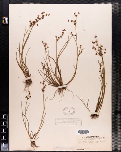 Juncus articulatus