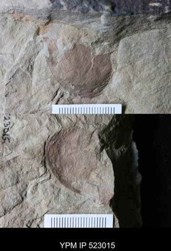undet. Arthropoda