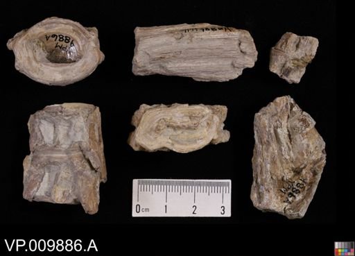 Cimolichthys sp.
