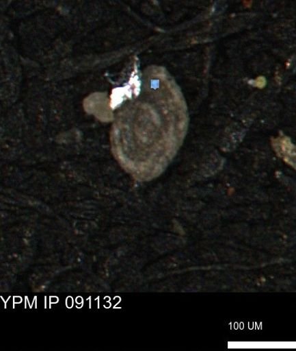 Spirolocammina subcircularis