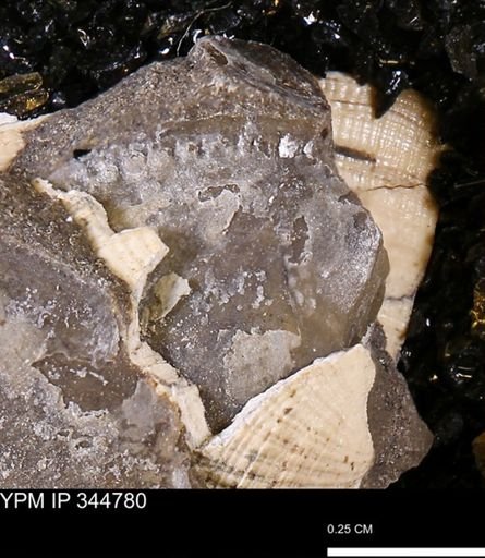 Parallelodon sp.