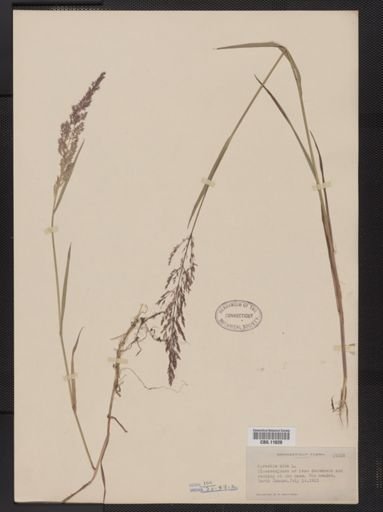 Agrostis alba
