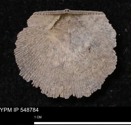 Stropheodonta perplana