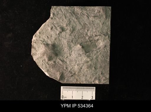 Asteriacites sp.