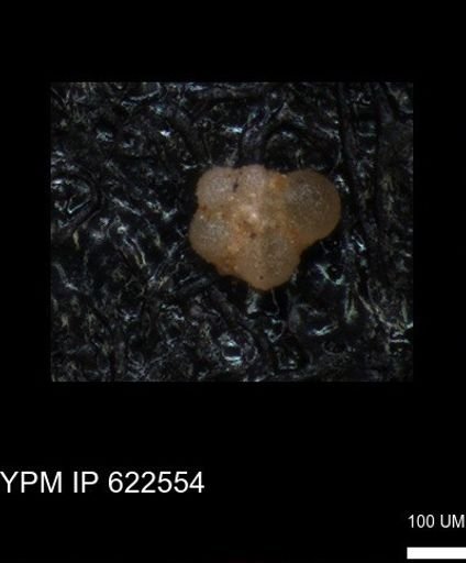 undet. Rugoglobigerinidae