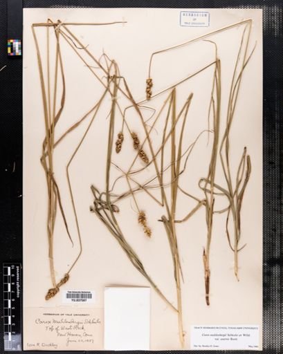 Carex muehlenbergii