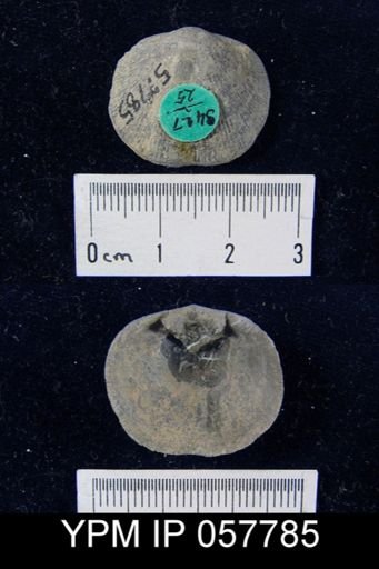 Rhipidomella oblata