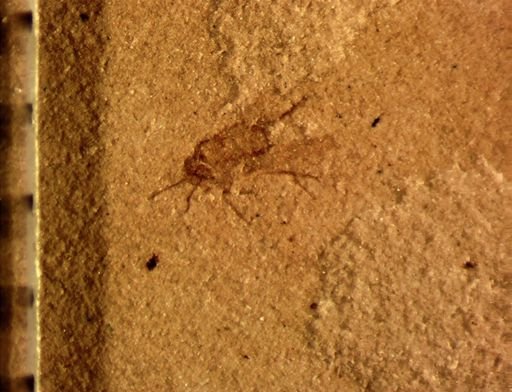 Auchenorrhyncha?