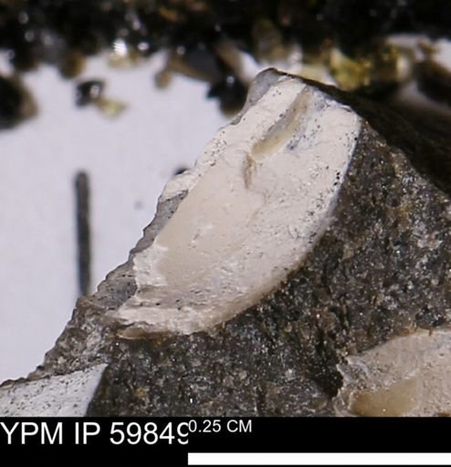 Limopsis striatopunctatus
