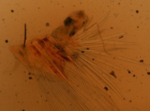 Harmothoe rarispina