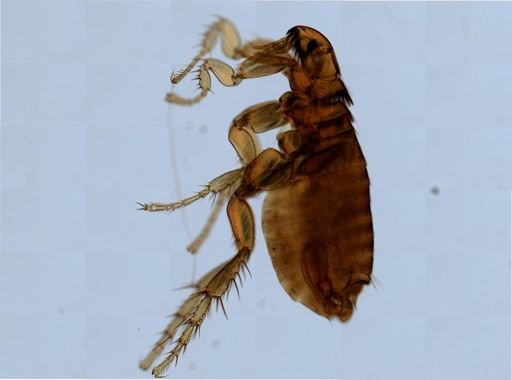 Ctenocephalides felis